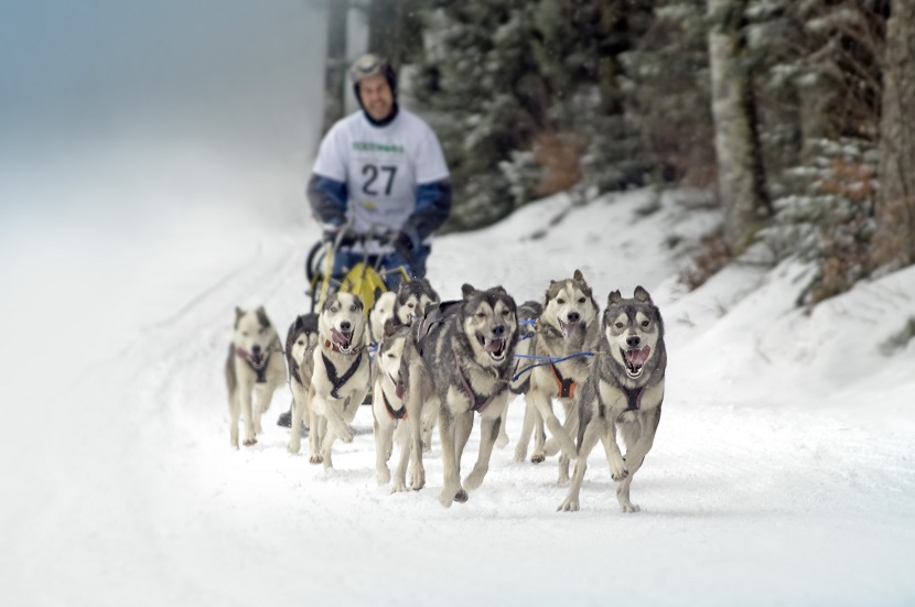 Schlittenhunde-Rennen in Todtmoos