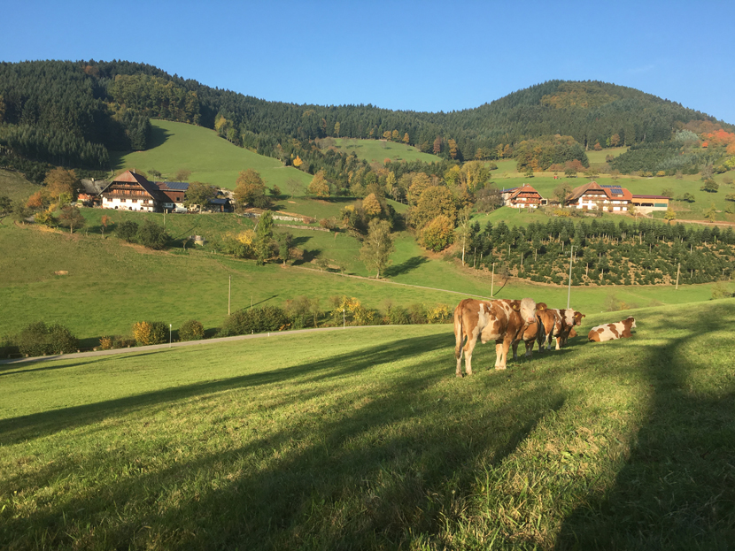 Herbstwanderung im Schwarzwald