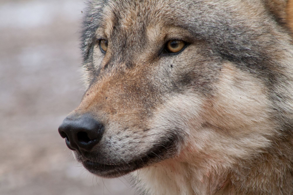 Wolfswege Schwarzwald