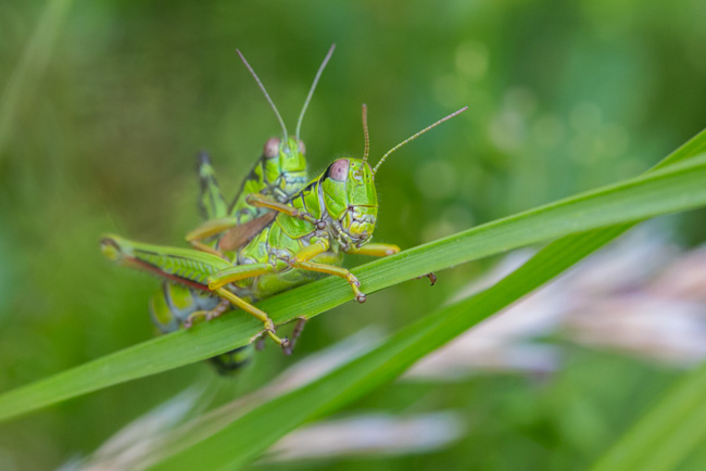 Exkursion am Feldberg im Naturpark Südschwarzwald