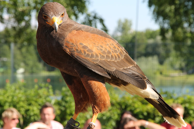 Falkenhof Rust